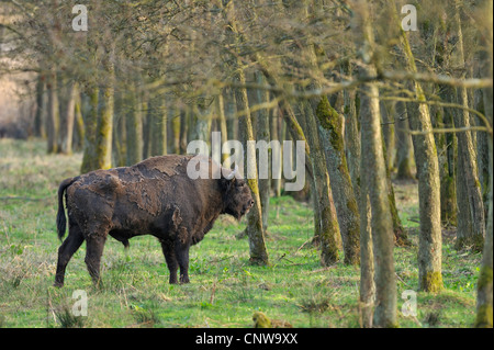 Bison d'Europe, Bison (Bison bonasus), bull adultes debout à la lisière d'une forêt de lumière dans un pré, Allemagne Banque D'Images