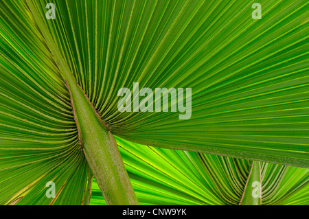 Le chinois fan palm (Livistona chinensis), détail d'une feuille, 2 Banque D'Images