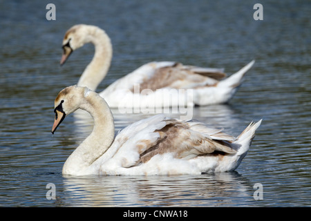 Mute swan (Cygnus olor), juvénile Banque D'Images