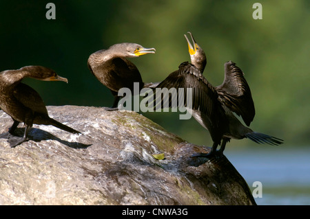 Grand Cormoran (Phalacrocorax carbo), trois oiseaux debout sur la rive de la rivière rocheuse se quereller, Allemagne, Rhénanie-Palatinat, NSG Muhlau Banque D'Images