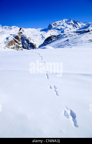 Le lièvre bleu, lièvre, lièvre blanc, le lièvre arctique (Lepus timidus), hare pistes à Monte Rosa, Dufourspitze - 4634 m, Suisse Banque D'Images