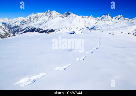 Le lièvre bleu, lièvre, lièvre blanc, le lièvre arctique (Lepus timidus), Hasenspuren im Schnee, Dom - 4545 m, Taeschhorn - 4404 m, Alphubel - 4206 m, 4027 m, l'Allalinhorn - Rimpfischhorn - 4199 m, Strahlhorn - 4190 m, Suisse Banque D'Images