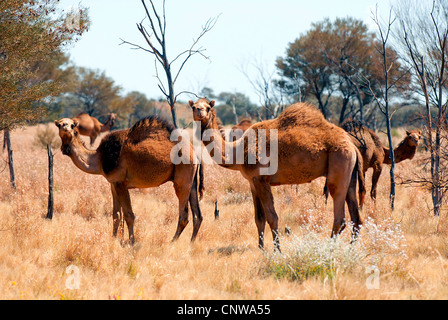 Un dromadaire, chameau (Camelus dromedarius), dromadaire, dans l'outback, l'Australie Banque D'Images