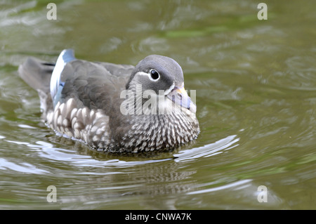 Canard mandarin (Aix galericulata), Femme, Allemagne Banque D'Images