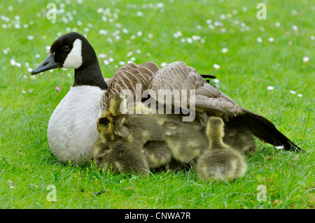 Bernache du Canada (Branta canadensis), des poussins à la recherche de protection, Allemagne Banque D'Images