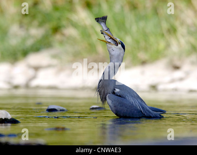 Héron cendré (Ardea cinerea), avec le poisson dans le bec, l'Allemagne, Rhénanie-Palatinat, Westerwald Banque D'Images