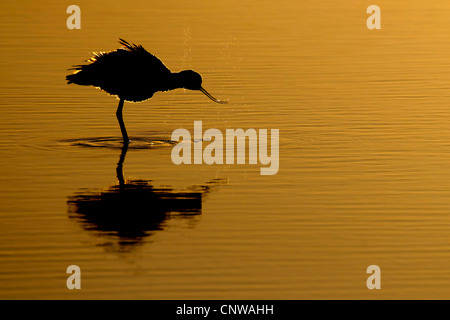 Avocette élégante (Recurvirostra avosetta), dans l'éclairage, Pays-Bas, Texel, Pays-Bas Banque D'Images