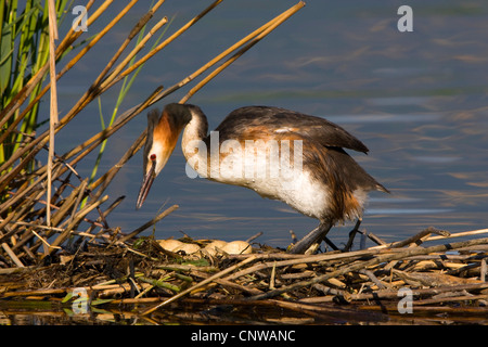 Grèbe huppé (Podiceps cristatus), dans son nid, Suisse, Sankt Gallen Banque D'Images