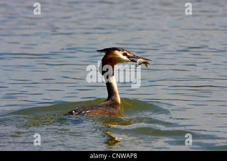 Grèbe huppé (Podiceps cristatus), avec un poisson dans son bec, Suisse, Sankt Gallen Banque D'Images