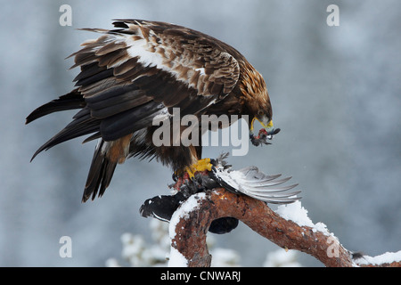 L'aigle royal (Aquila chrysaetos), assis sur une branche avec un oiseau traqués, Norvège, Namdal, Troendelag, Flatanger, Lauvsnes Banque D'Images