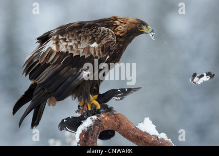 L'aigle royal (Aquila chrysaetos), assis sur une branche avec un oiseau traqués, Norvège, Namdal, Troendelag, Flatanger, Lauvsnes Banque D'Images