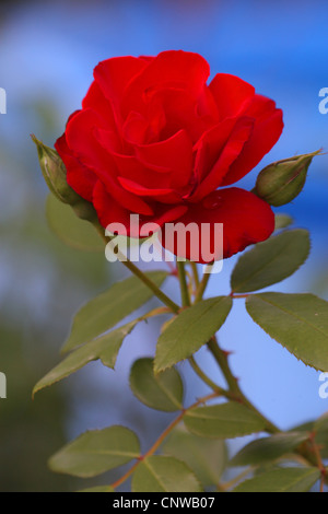 rose rouge Banque D'Images