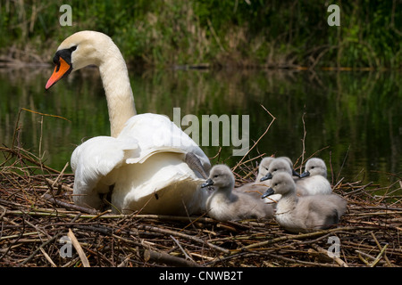 Mute swan (Cygnus olor), dans son nid avec les poussins, Suisse, Sankt Gallen Banque D'Images