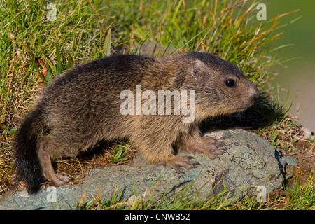 Marmotte des Alpes (Marmota marmota) juvénile, debout sur une pierre sur une rive de l'eau, l'Autriche, le Parc National du Hohe Tauern, Grossglockner Banque D'Images
