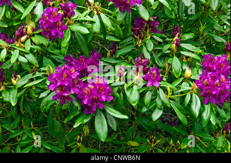 Rhododendron (Rhododendron spec.), blooming Banque D'Images