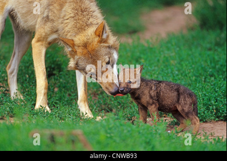 Le loup gris d'Europe (Canis lupus lupus), léchant son pup Banque D'Images