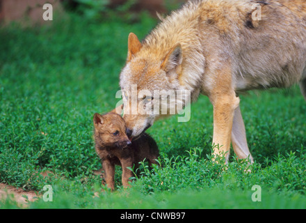 Le loup gris d'Europe (Canis lupus lupus), léchant son pup Banque D'Images