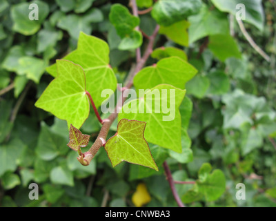 Des Canaries le lierre (Hedera canariensis, Hedera helix ssp. canariensis), des rameaux, Iles Canaries, Tenerife Banque D'Images