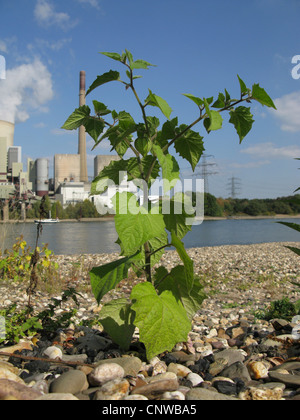 Au rez-de-péruvienne de groseille, cherry (Physalis peruviana), naturalisé à Rhein river shore, Allemagne, Rhénanie du Nord-Westphalie Banque D'Images