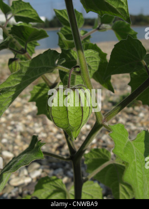 Au rez-de-péruvienne de groseille, cherry (Physalis peruviana), naturalisé à Rhein river shore, les jeunes fruits, Allemagne, Rhénanie du Nord-Westphalie Banque D'Images