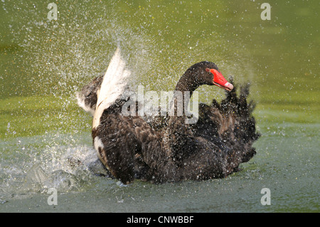 Cygne noir (Cygnus atratus), baignade, Allemagne Banque D'Images