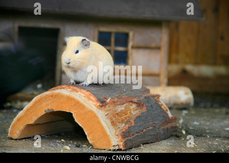 Cobaye domestique (Cavia aperea porcellus. f), assis sur le bois Banque D'Images