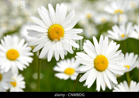 Oxeye daisy (Chrysanthemum leucanthemum Leucanthemum vulgare,), la floraison, Allemagne Banque D'Images