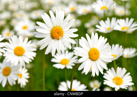 Oxeye daisy (Chrysanthemum leucanthemum Leucanthemum vulgare,), la floraison, Allemagne Banque D'Images