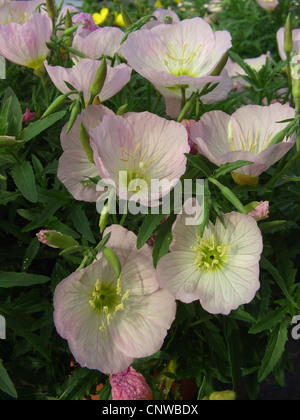 Pink l'onagre (Oenothera speciosa 'Siskiyou', Siskiyou, Oenothera Oenothera speciosa 'Siskiyou', Oenothera) Siskiyou, blooming Banque D'Images