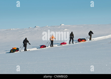 Quatre skieurs avec pulk, Suède, Laponie, Norrbotten, Sarek National Park Banque D'Images
