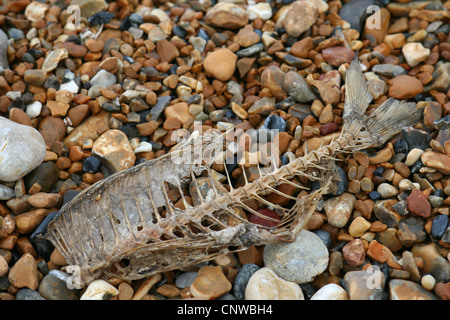 Squelette de poisson sur la plage Banque D'Images