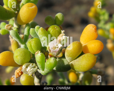 Le Zygophyllum fontanesii (Zygophyllum fontanesii), blooming, Iles Canaries, Tenerife Banque D'Images