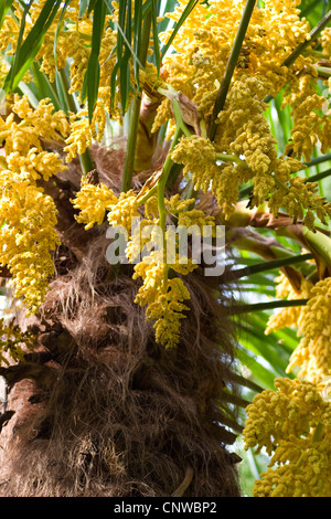 Palmier chanvre (Trachycarpus fortunei), blooming Banque D'Images