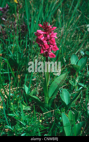 Au début de l'ouest des marais (Dactylorhiza incarnata ssp. cruenta, Dactylorhiza cruenta), individu en fleurs Banque D'Images