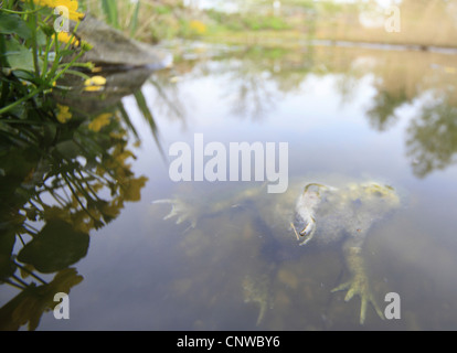 European crapaud commun (Bufo bufo), décédée après le frai à la surface de l'eau, Allemagne Banque D'Images