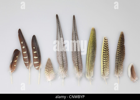 (Nymphicus hollandicus cockatiel), différents types de plumes Banque D'Images