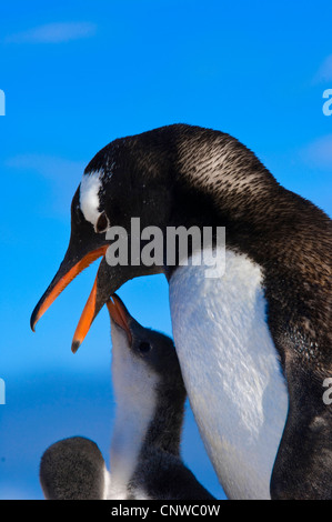 Gentoo pingouin (Pygoscelis papua), l'alimentation chick, l'Antarctique, Neko Cove Harbour Banque D'Images