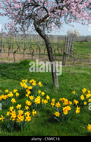 Amande amère (Prunus amygdalus), avec les jonquilles et vignoble en arrière-plan, l'Allemagne, Rhénanie-Palatinat, Palatinat, Route des Vins allemande Banque D'Images