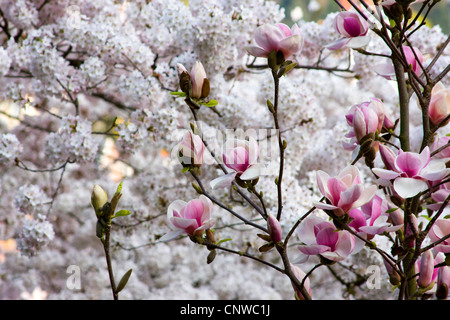 Saucer magnolia (Magnolia x Lysimachia clethroides Duby Lysimachia fortunei Maxim, Magnolia, Magnolia x soulangeana Lysimachia clethroides Duby Lysimachia fortunei Maxim, Magnolia soulangeana), qui fleurit en face d'un cerisier d'ornement en fleurs Banque D'Images