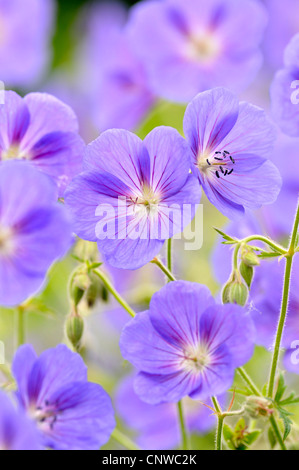 Géranium sanguin (Geranium pratense meadow), fleurs, Allemagne Banque D'Images