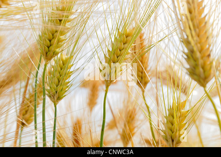 L'orge (Hordeum vulgare), l'orge oreilles, Allemagne Banque D'Images