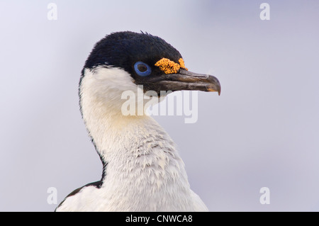 Bleu-eyed cormoran (Phalacrocorax atriceps), portrait, Antarctique Banque D'Images