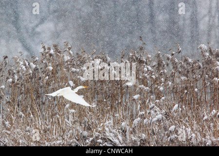 Grande Aigrette Grande Aigrette (Egretta alba, Casmerodius albus, Ardea alba), un vol en avant du champ couvert de neige à des chutes de neige importantes, de la Suisse, Zuercher bernois Banque D'Images