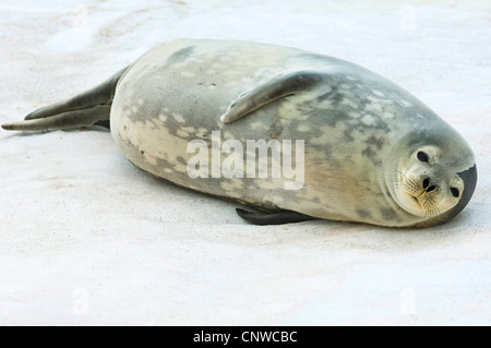 Phoque de Weddell (Leptonychotes weddelli), allongé sur la plage, l'Antarctique, l'île du Roi George Banque D'Images