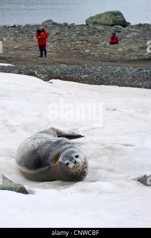 Phoque de Weddell (Leptonychotes weddelli), et les touristes sur la côte, l'Antarctique, l'île du Roi George Banque D'Images