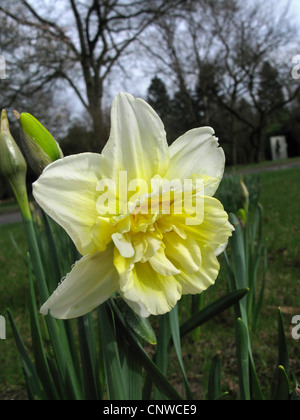 Jonquille (Narcissus 'Ice King', Roi de la glace), Narcisse jonquille double cultivar, Roi de la glace Banque D'Images