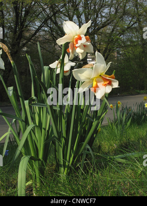 Jonquille (Narcissus 'riche', Narcisse remplie), double jonquille, le cultivar rempli Banque D'Images