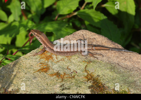 Lézard des murailles (Podarcis muralis, Lacerta muralis), assis sur un rocher, Allemagne Banque D'Images