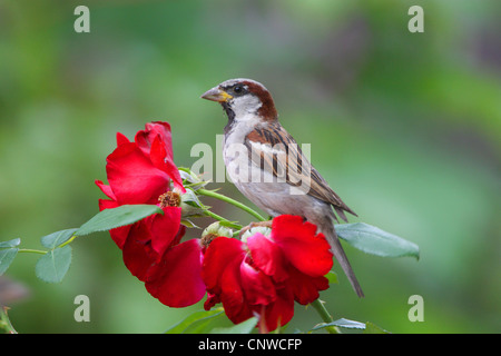 Moineau domestique (Passer domesticus), homme assis sur une rose rouge, Allemagne Banque D'Images
