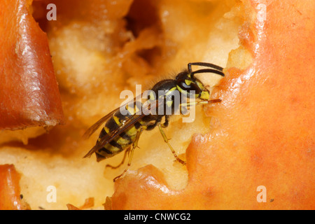 Guêpe (Vespula germanica allemand, Paravespula germanica), sur une pomme, Allemagne Banque D'Images